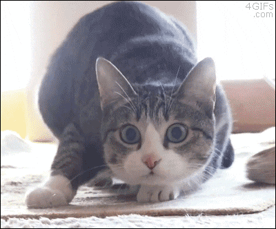 Example GIF 3